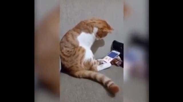 Un gato ve un video de su dueño muerto: su reacción hizo llorar a medio mundo