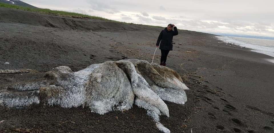 Aparece muerto un misterioso “monstruo peludo” en una playa rusa