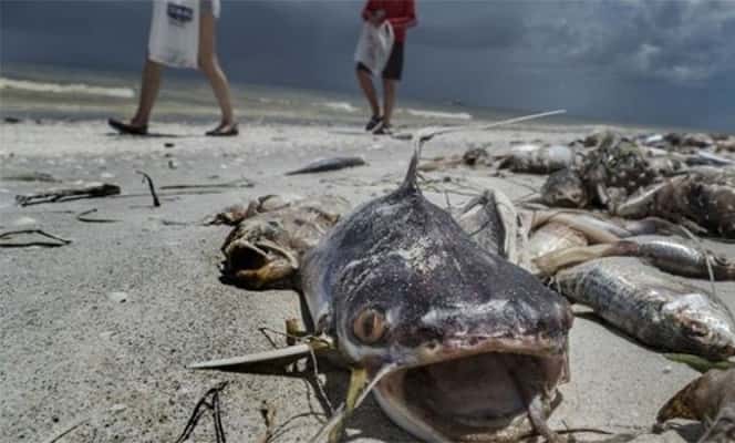 La "Marea Roja" causó la muerte de miles de peces