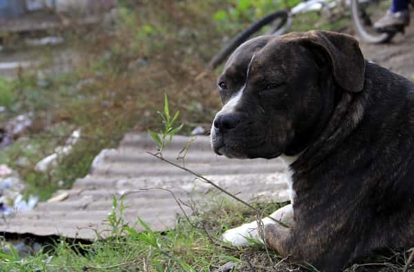 El Día del Animal, desde la  Municipalidad se incentiva la adopción de mascotas