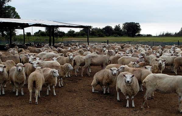 Ganadería: Las ovejas y las cabras como una alternativa para la zona