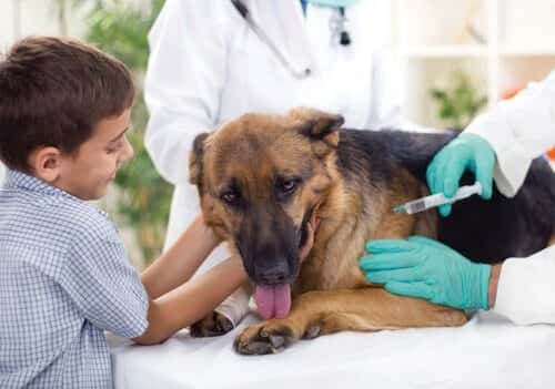 Vacunación antirrábica y desparasitación de mascotas en La Cuchilla