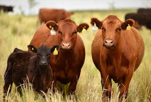 Los beneficios al sector ganadero de la raza de vacas Limangus