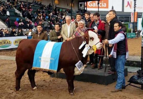 El veterinario de Gualeguaychú que creó a la “mejor vaca del mundo”