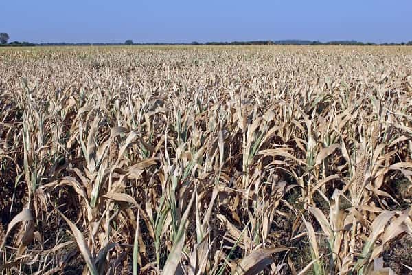 La sequía golpea con fuerza a 13 millones de hectáreas de cultivos