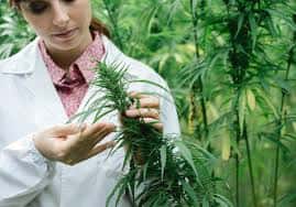 Cannabis Medicinal: Plantean la urgencia en el avance y adhesión