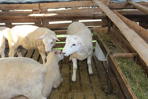 Entre Ríos sumó más de 100 mil cabezas de ganado ovino en 4 años