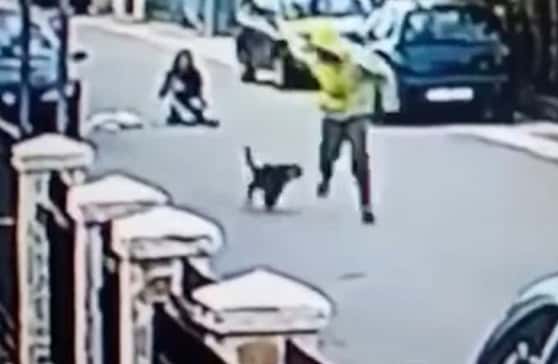 Video: El perro que salvó a una mujer de un violento asalto