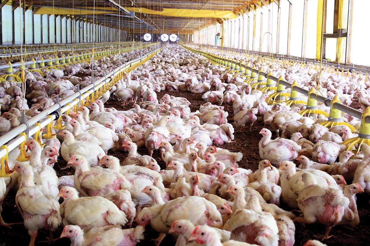 Empresarios cubanos visitaron Entre Ríos con la intención de importar producción avícola