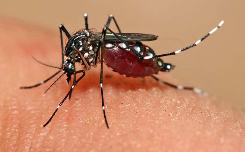 Es oficial: confirmaron un caso de dengue en Entre Ríos