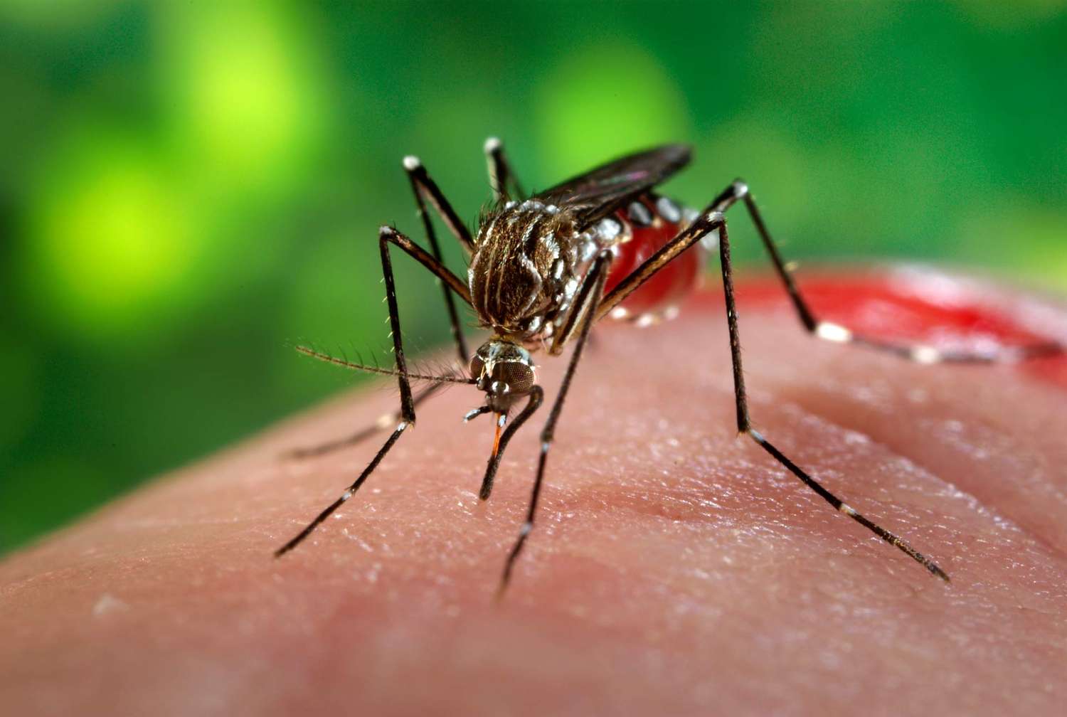 Una mujer fue picada por el mosquito del Dengue y murió este martes