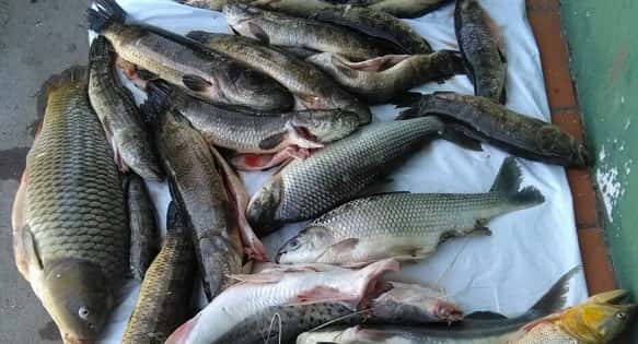 Se realizaron operativos contra la pesca ilegal y la caza furtiva