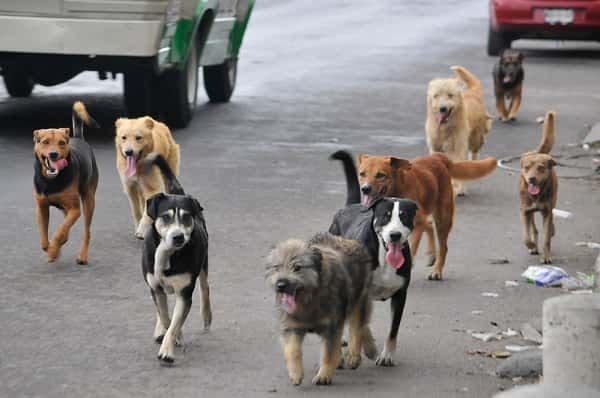 Proponen controlar la superpoblación de perros vagabundos