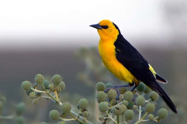 Impulsan acciones para proteger aves en peligro de extinción 
