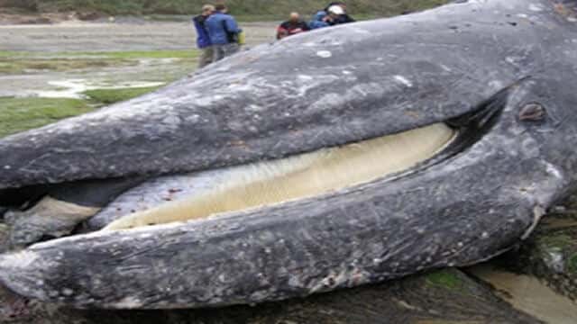 Encontraron una ballena muerta: mirá lo que tenía adentro 