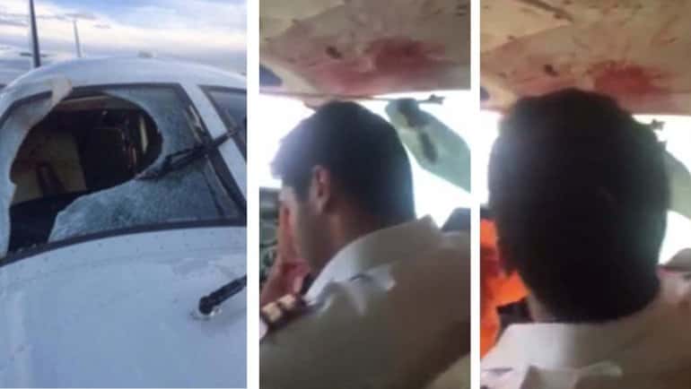 VIDEO: Impactante choque entre un avión y un buitre