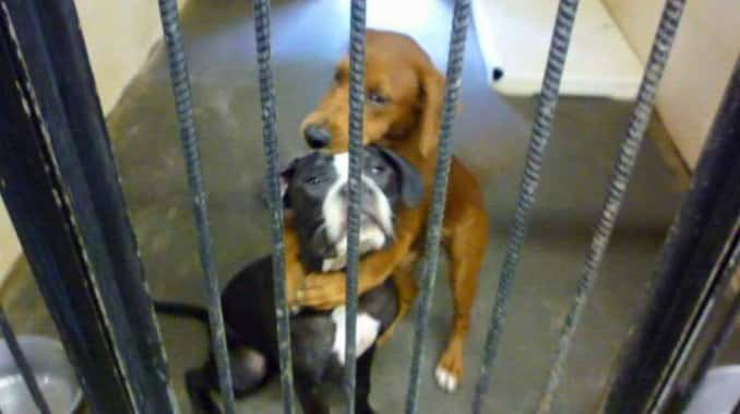 La foto de dos perras en adopción se convirtió en viral y encontraron dueño