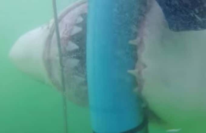 Video: Impactante ataque de tiburón furibundo