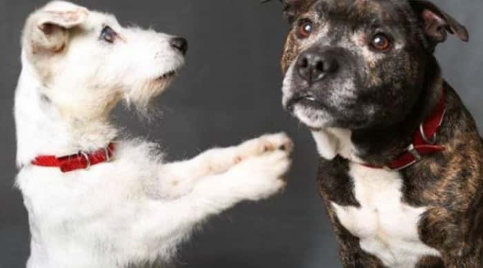 La tierna historia de un perro ciego y su perro guía