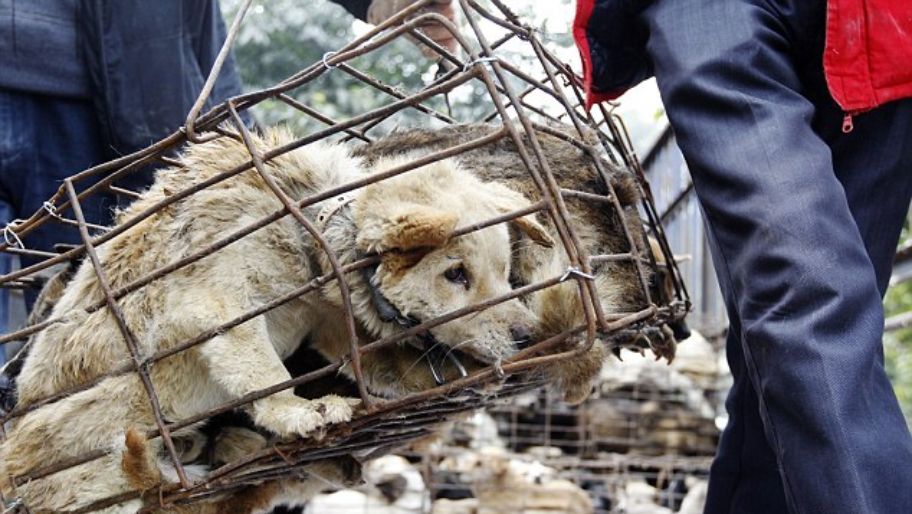 Polémica por el festival chino donde comen 10 mil perros