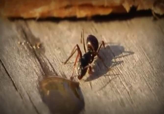 ¡Insólito!: mirá lo que le pasa a una hormiga cuando toma vodka