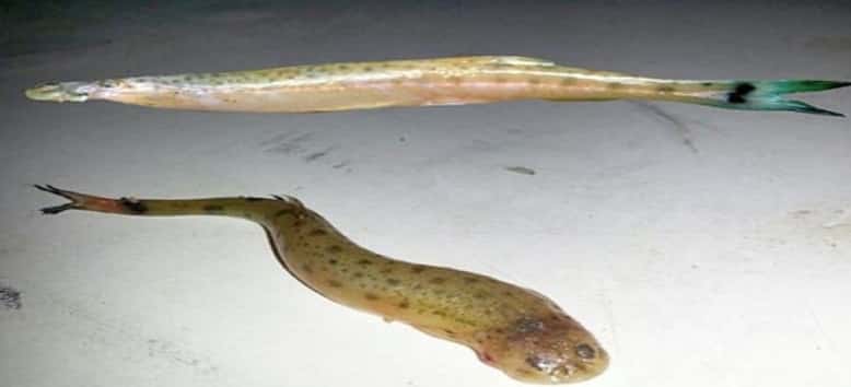 Explican qué es un pez parásito hallado en el río Uruguay