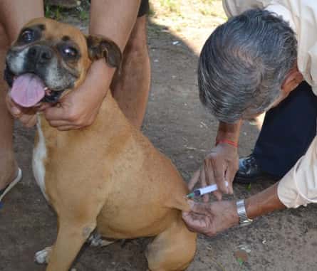 Vacunación y desparasitación para perros y gatos en Club Sarmiento