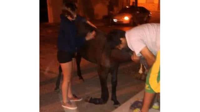 Conmovedor caso de violencia animal contra un caballo