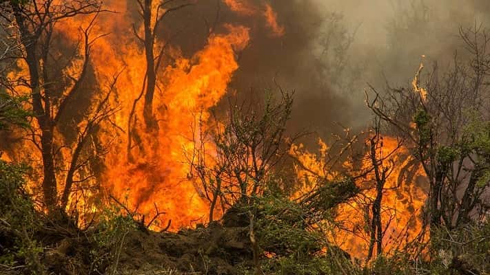 Se quemaron más de 16.500 hectáreas y declaran la "emergencia ambiental"