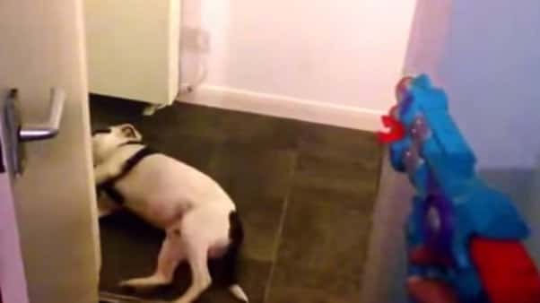 Un perro finge su muerte y es furor en internet