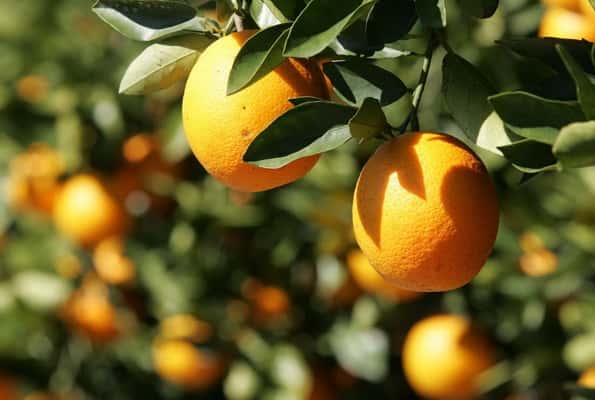 Anunciaron subsidios para pequeños y medianos productores del citrus