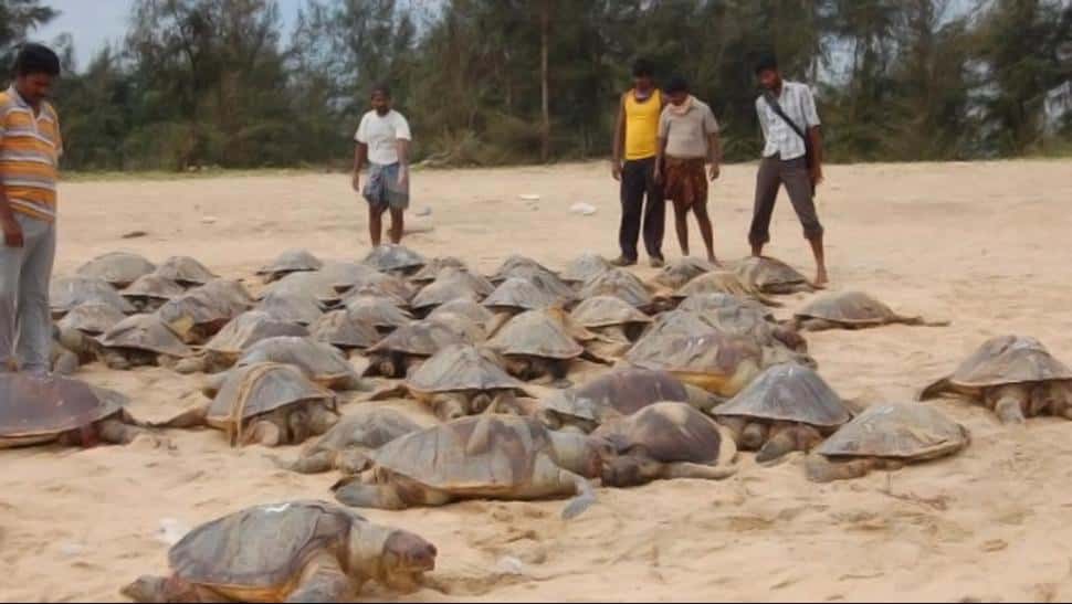 Encontraron casi un millar de tortugas muertas en las costas de la India