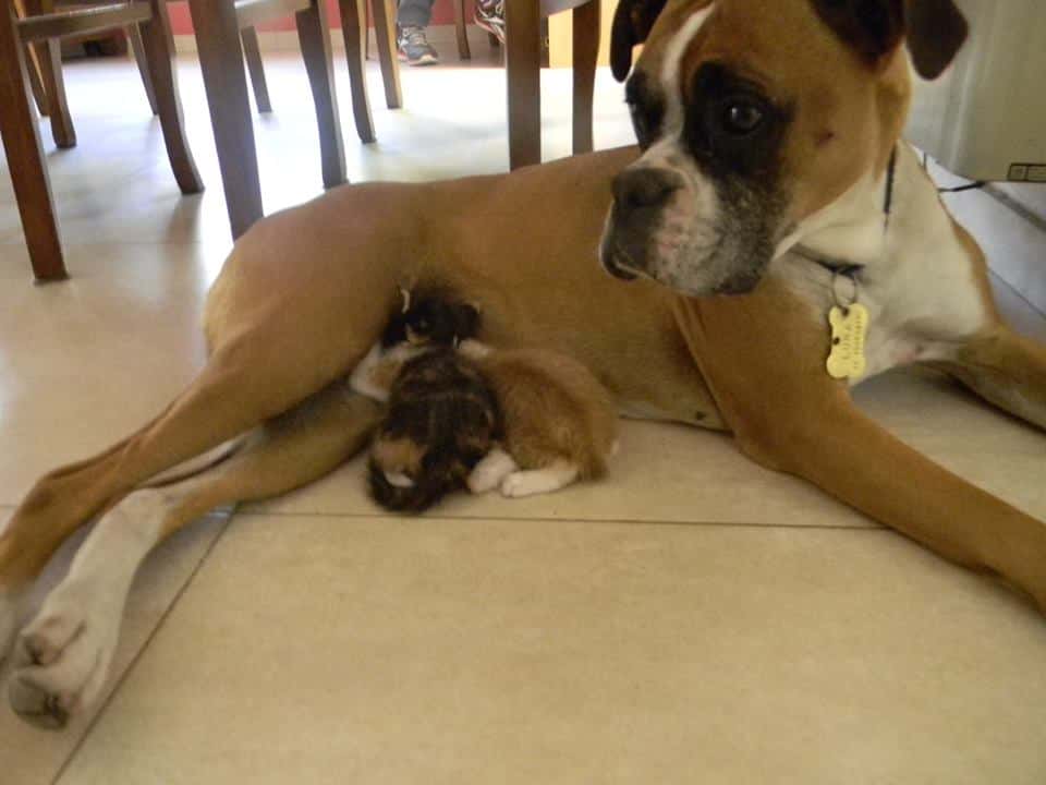 Una perra boxer amamantó a dos gatitos que no tenían mamá