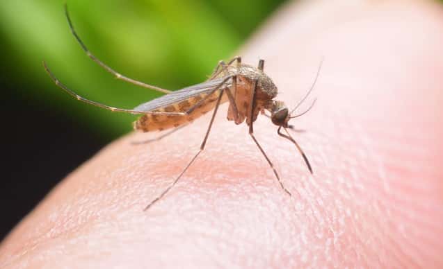 Afirman que la cepa de dengue que circula en el país es "la peor de todas"