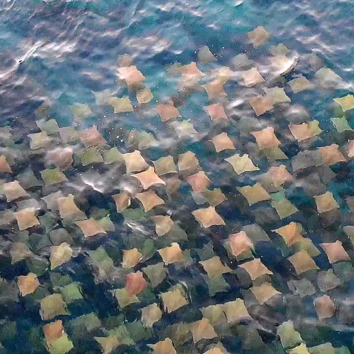 Filman un centenar de extraños cuadrados multicolores flotando en el Pacífico Sur