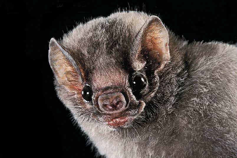 Un murciélago hallado en la EET Nº 2 dio positivo en un análisis de rabia