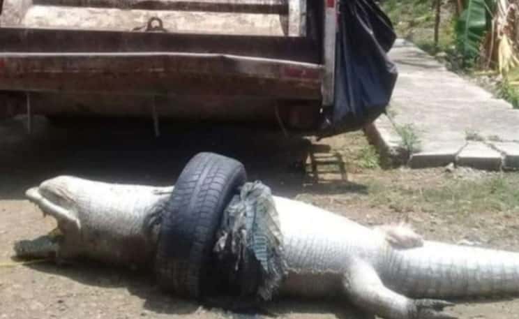 Un cocodrilo murió asfixiado por una cubierta de auto 