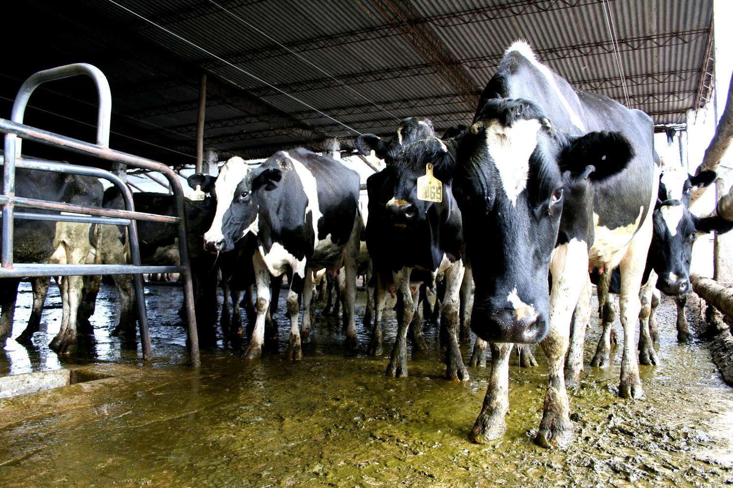 Presentarán la propuesta agroecológica para la industria lechera