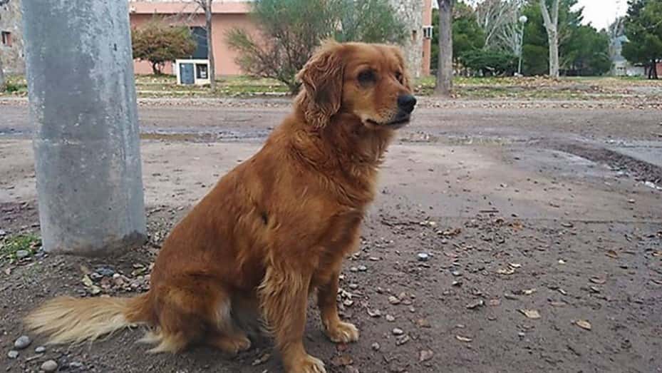 Una perra espera en la comisaría a su dueño preso hace más de un año