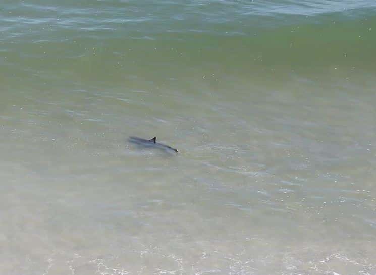 Fotografían a tres tiburones nadando a metros de unos bañistas