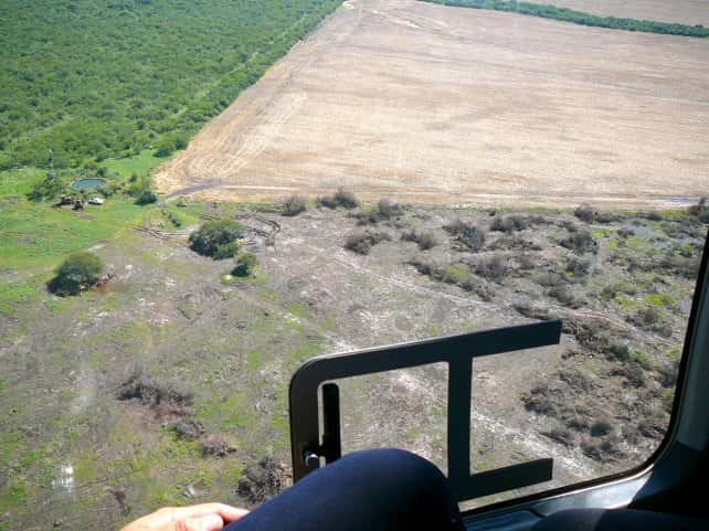 En los últimos 10 años, Entre Ríos perdió unas 135.000 hectáreas por deforestación