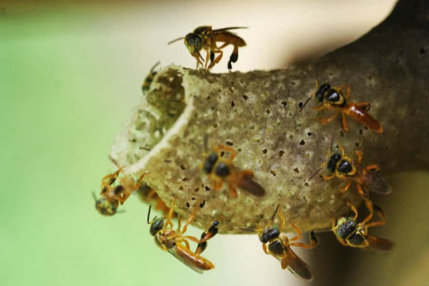Encuentran en Entre Ríos una abeja foránea cuya miel tiene muchas virtudes medicinales