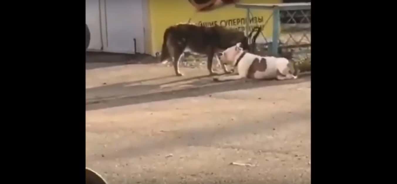 Video: Perro callejero libera a otro que estaba atado y huyen juntos