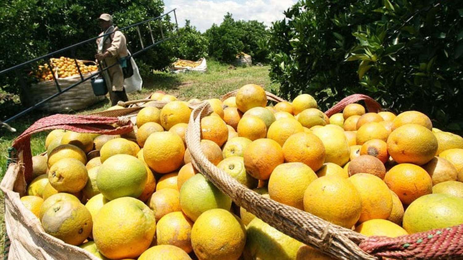 Productores aseguran que la citricultura está "en el camino de la desaparición"
