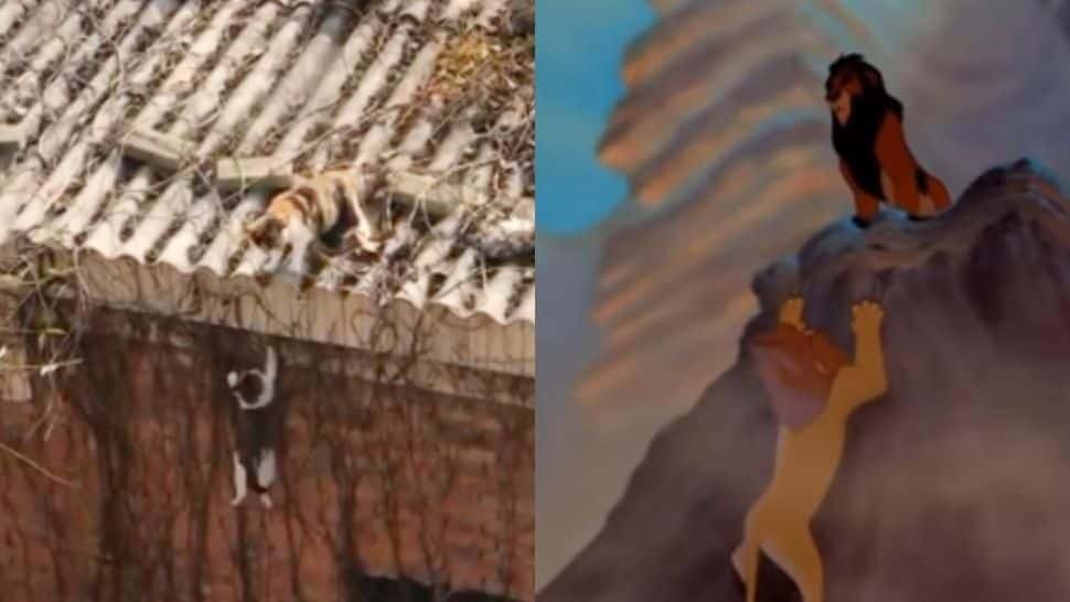 Un gato recrea una mítica escena del Rey León al tirar a "su enemigo" de un techo