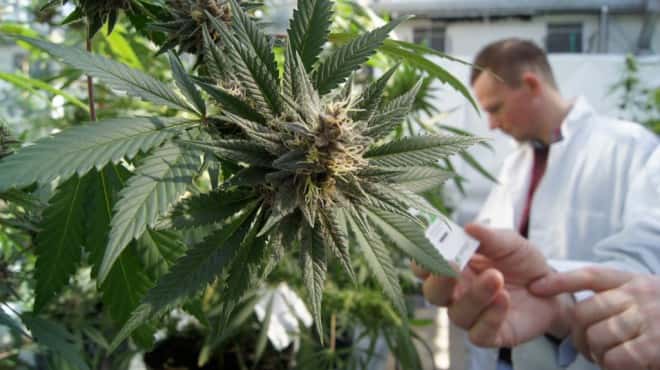 Cannabis medicinal: la ANMAT habilitó la primera planta del país