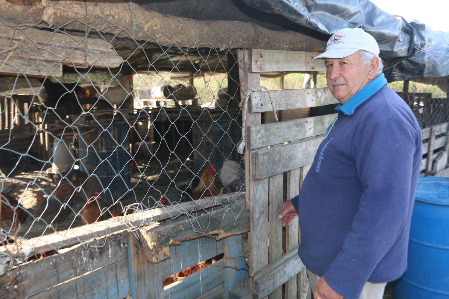 Habló el chacarero de Larroque al cual los perros le mataron las gallinas: "Perdí 100 mil pesos"