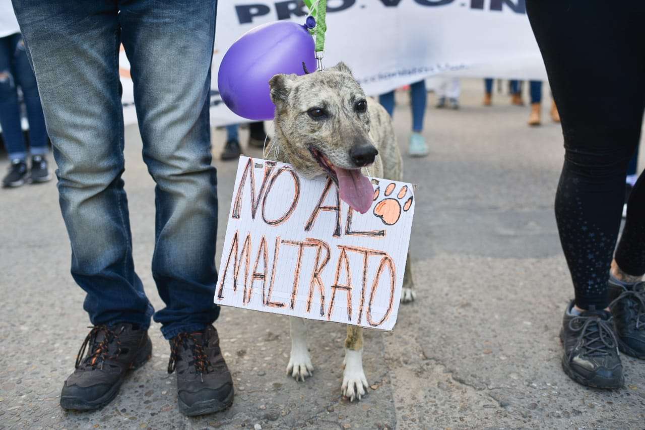 Bajo la consigna "Yo los cuido", se realizó una nueva marcha contra el maltrato animal