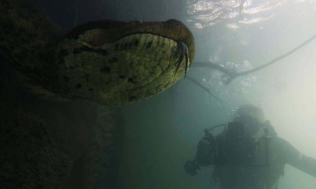 El aterrador encuentro cara a cara de dos buzos con una anaconda gigante