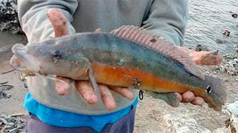 Qué pez es el que sacaron en el río Paraná y llama la atención de los pescadores 